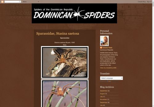 Dominican Spiders